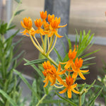 2 Orange Milkweed Plants Live Starter Size, 5-9" in Tall, Outdoor Planting, Spring Blooms, Cold Hardy, Perennial