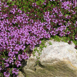 12000 Mix Creeping Thyme Seeds, Fragrant Creeping Thyme Seed, Groundcover Seeds for Planting Garden Paths, Rock Gardens and Landscape Borders