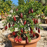 Red Finger Lime Tree Live Plant, Rare Citrus Fruit Tree from 1–2 Feet Tall in 3 Gallon Pot, Ready for Indoor Outdoor Planting