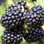Arapaho BlackBerry Plants Live Starter Size, BlackBerry Bushes Cold Hardy for Planting Outdoor, Fast-Growing