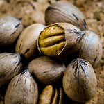 2 Pecan Plants Live, 1-2 Feet Tall Bare Root, Cold-Hardy Nut Trees for Garden and Landscaping, No Leaves, Dormant
