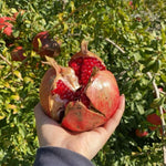 Pomegranate Tree Live Plant 4'' Pot, Red Pomegranate Fruit Tree 8-10 Inches, Sweet Fruit-Bearing Tree for Outdoor Planting