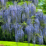 Blue Wisteria Tree Live Plant, Fragrant Flowering Vine in 2.5'' Pot, Blooming Wisteria Tree fot Container and Garden Growing