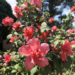 2 Althea Rose of Sharon Hibiscus Shrubs Live Seedlings, Bareroots 1 to 2 Feet Tall, Hardy Perennial Flowering Bushes for Garden (Red)