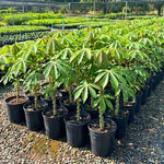 Potted Yuca Plant Live, Thick Trunk Yuca Cassava Sweet Manihot Grow from Cuttings Sticks for Outdoor Planting, 6-9 Inches Tall Yucca, No CA