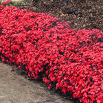 Red Creeping Phlox Live Plant, 4-7 Inch Tall Ground Cover Perennial for Outdoor Landscaping