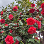 Red Camellia Live Plant, 10-12 Inch Tall Camellia Japonica in 4" Pot, Flowering Shrub for Indoor or Outdoor Planting