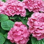 Set 2 Hydrangea Live Plants, Pink to Blue Hydrangea Bushes Shrubs Trees Live Plants in 4” Pot, Live Hydrangea Well Rooted for Planting