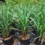 Live 10 Lemon Grass Plants for Outside, Lemongrass Plants Live, No Pot, Well Rooted, Trim Back, Fresh Fragrant Lemon Grass Stalks Plants for Outside Live