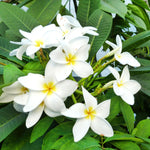 Plumeria Plant Live, 2-3 Feet Tall in 1 Gallon Pot, Frangipani Flowering Tropical Plant (White Plumeria)
