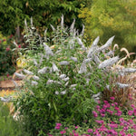 Butterfly Bush Plant Live, Perennial Buddleia Bushes Ready to Grow Outdoor 4-8 Inches (White Buddleia)