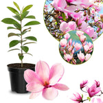 Magnolia Tree Live Plant 6 to 12 Inch Height, Fragrant Magnolia Plant Live to Grow, Magnolia Bush Flowers (Saucer Magnolia)