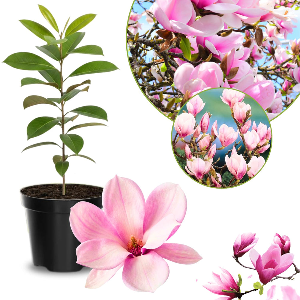 Magnolia Tree Live Plant 6 to 12 Inch Height, Fragrant Magnolia Plant Live to Grow, Magnolia Bush Flowers (Saucer Magnolia)