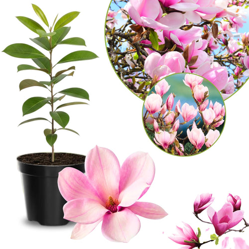 Magnolia Tree Live Plant 6 to 12 Inch Height, Fragrant Magnolia Plant Live to Grow, Magnolia Bush Flowers (Saucer Magnolia)