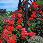 Climbing Roses Live Plants, Red Don Juan Rose Climbing Bushes for Planting, No Pot, Cut Back, Well Rooted, No Leaf for Planting