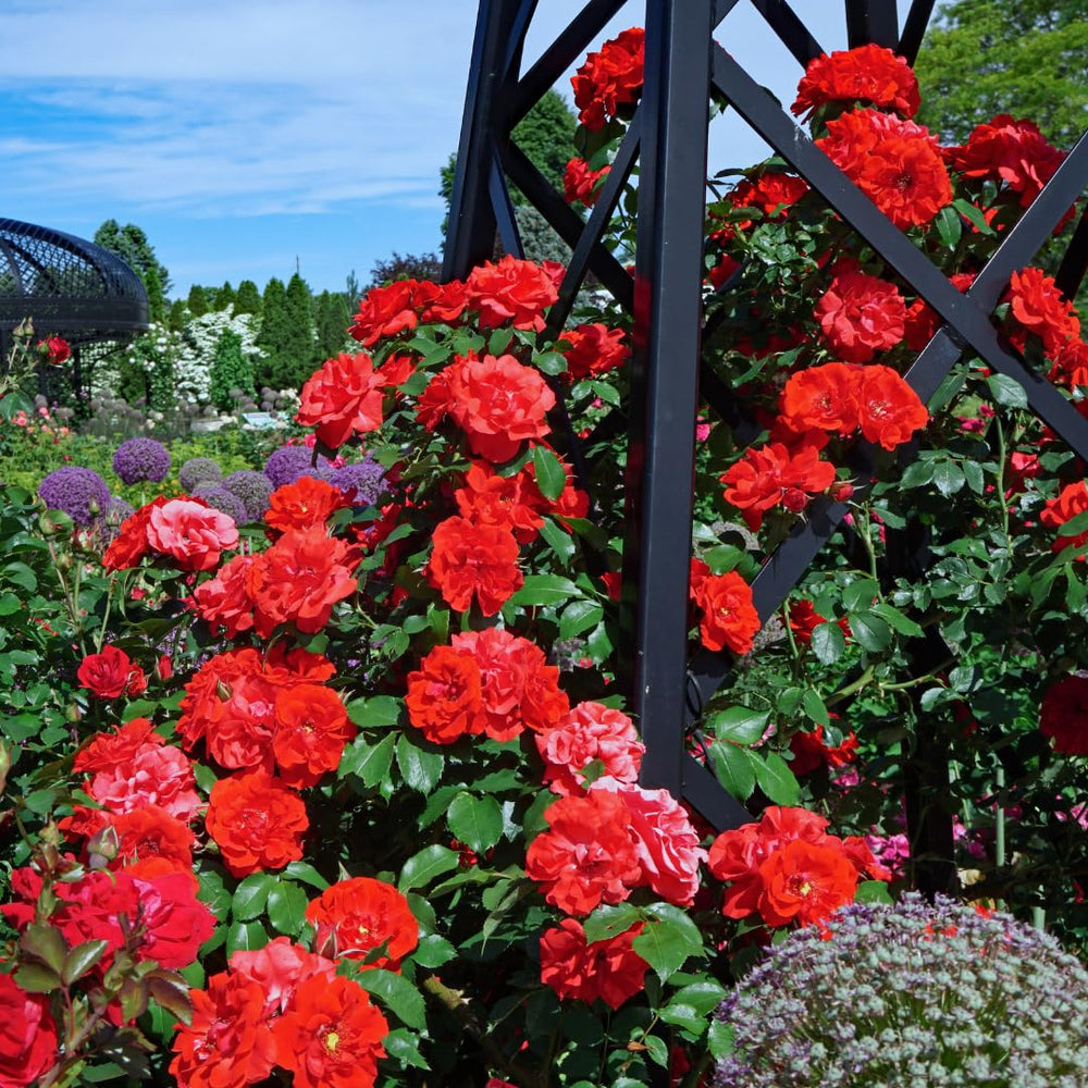 Climbing Roses Live Plants, Red Don Juan Rose Climbing Bushes for Planting, No Pot, Cut Back, Well Rooted, No Leaf for Planting