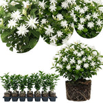 Belle of India Jasmine Live Plant –Arabian Jasmine White Flower Vine, Fragrant Indoor & Outdoor 4-6” Tall Decorative Plant, Sweet Fragrance