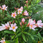 Oleander Plants Live, 2 Plants, 5 to 7 Inches Tall, Dwaft Salmon Oleander Live Plants Easy to Plant Growing, Zone 8 to 10