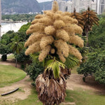 Live Palm Tree Plant in 3 Gallon Pot, No CA, Large Fully Rooted Size, Ready to Plant for Home Décor Indoor Outdoor Landscape, Rare Palm Trees, Umbraculifera Palm