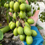 June Plum Plant Live in Gallon Pot, June Plum Tree Tropical Fruit, 2-3 Feet Tall, Cold Hardy