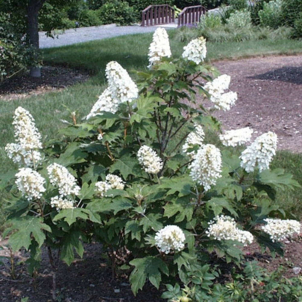 Set 2 Hydrangea Live Plants, Oak Leaf White Hydrangea Bushes Shrubs Trees Live Plants in 4” Pot, Live Hydrangea Well Rooted for Planting