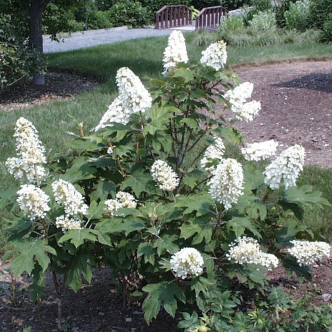 Set 2 Hydrangea Live Plants, Oak Leaf White Hydrangea Bushes Shrubs Trees Live Plants in 4” Pot, Live Hydrangea Well Rooted for Planting