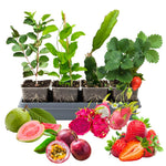 Combo 4 Mixed Fruit Plants Live, Dragon Fruit, Passionfruit, Pink Guava and Strawberry, 4-8” Tall, Easy to Grow, Productive Varieties