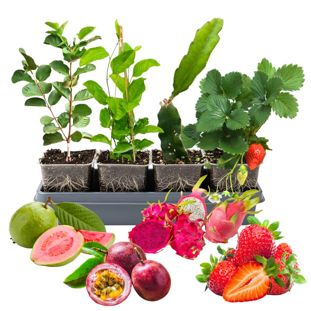 Combo 4 Mixed Fruit Plants Live, Dragon Fruit, Passionfruit, Pink Guava and Strawberry, 4-8” Tall, Easy to Grow, Productive Varieties