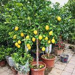 Grafted Meyer Lemon Tree Live Plant, 2 Feet Tall, Fragrant Yellow Citrus Tree, Suitable for Indoor or Outdoor Garden Growing