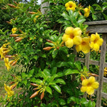 Set of 2 Yellow Allamanda Plant Live, Allamanda Plant, Ornamental Flowering Vine Plants for Outdoor Gardens, No Pot