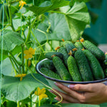 2 Green Cucumber Plants Live, Fast Growing Cucumber Vegetable Garden Plants, 5 to 9'' Tall