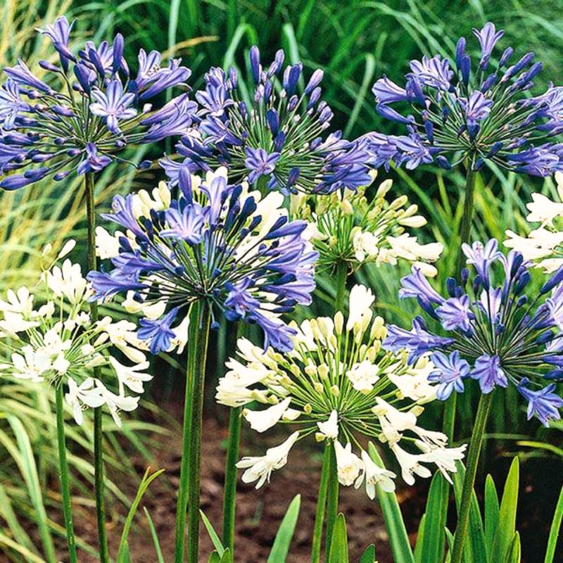 2 Mixed Agapanthus Plants Live, 5-9 Inch Tall, Lily of The Nile Perennial Plants for Outdoor Garden and Landscape