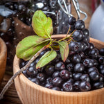 Black Aronia Chokeberry Live Plant, Cold Hardy Aronia Bush, 1-2 Ft Tall