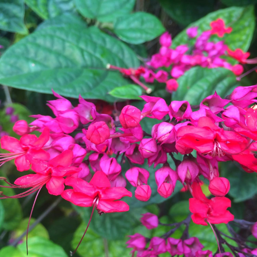 3 Clerodendrum Bleeding Heart Plants Live for Planting, 5-10 Inch Height, Clerodendrum Bleeding Heart Vine Indoor Outdoor (Red Purple Bleeding Heart)