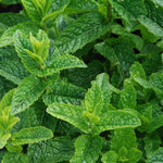 Set of 2 Peppermint Plants Live 4-6 Inches, Perennial Mint Plants, Fragrant Herbs for Growing Outdoor Indoor