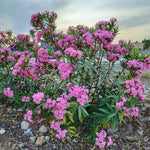 Pink Oleander Plant Live, Oleander Live Plant, 5 to 7 Inches Tall, Flowering Ornamental Shrub, Easy Care Outdoor Plant