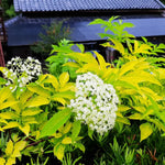 Elderberry Tree Live Plant Bush 5-9" in Tall, Elderberry Plants Live 9-Month-Old Bushes, Ready for Planting