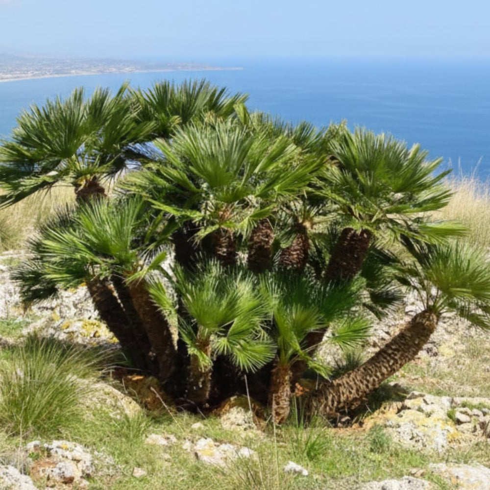 Palm Tree Plant, Live Tropical Palm Tree, Fully Rooted in 3 Gallon Pot, Ready for Outdoor Planting (Fan Palm)