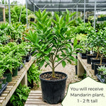 Mandarin Orange Tree, Large Sweet Mandarin Plants Live, 1.5 Years Old Tree, 1-2 Feet Tall, Fragrant Citrus Trees for Patio and Outdoor Garden