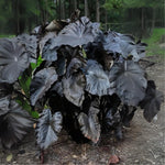 Colocasia Elephant Ears Live Plant, Alocasia Plant, Esculenta Taro Live Houseplant, 5-7 Inc Tall (Black Leaf and Stem)