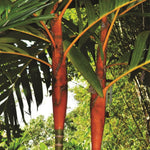 Palm Tree Plant, Live Tropical Palm Tree, Fully Rooted in 3 Gallon Pot, Ready for Outdoor Planting (Orange Palm)