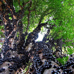 Jaboticaba Tree Live Plant, 1 Foot Tall, No Pot, Live Starter Brazilian Grape Tree for Outdoor Growing, Exotic Fruit Tree