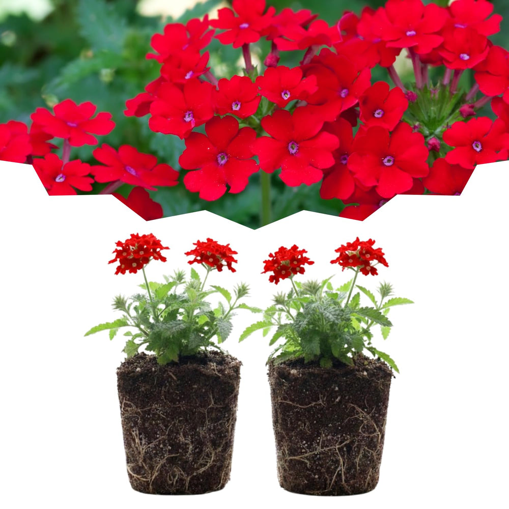 Set 2 Verbena Live Plants, Perennial Verbena Flowers, Long-Lasting, Hardy Flowering Plant for Planting (Red)