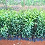Golden Late-Season Mandarin Tree Live Plant Grafted 2-3 Feet, Fast-Growing and Bear Fruit for Citrus Garden Outdoor Planting Zones 9-11