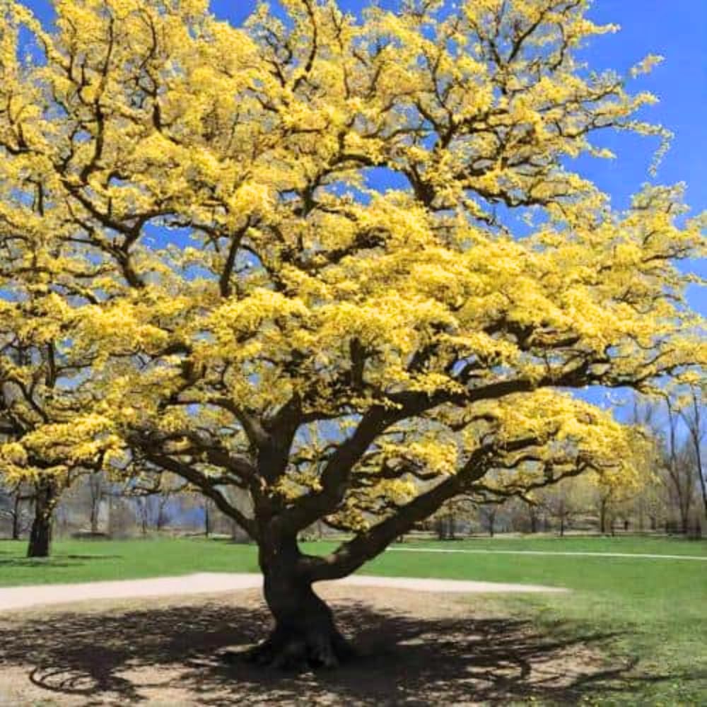 5 Witch Hazel Trees Live Plants, 1-2 Feet Tall Bare Root Hardy Shrubs for Outdoor Planting, Yellow Flower