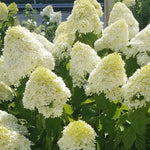2 Hydrangea Plant Live, Hardy Hydrangea Bush Shrub for Outdoor Garden Planting, Bare Roots Dormant 6-12 Inch (Lime Hydrangea)