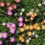 Delosperma Ice Plant Live in 4'' Pot, Hardy, Low-Maintenance Flowering Succulent Groundcover for Outdoor Gardens and Containers (Mixed Ice Plant)