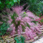 Clump 5-9" Muhly Grass Live Plant for Spring Planting, Ornamental Grass, Perennial Grasses Fast-Growing, Vibrant Color (Vibrant)