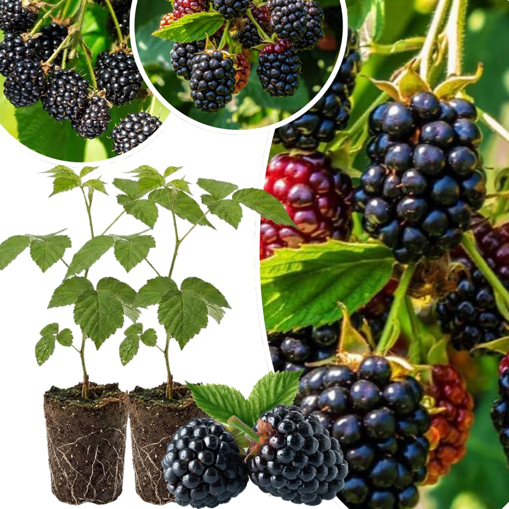 Pack 2 Thornless BlackBerry Plants Live to Grow 4 to 8 Inch Tall, BlackBerry Bush Live Plant, Sweet Blackberries Fruit Tree Indoor Outdoor (Triple Crown BlackBerry)