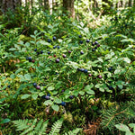 Huckleberry Tree Live in 4 Inch Pot, Berry Fruit Plant for Garden, Patio Containers and Backyard Growing, 4-6 Inches